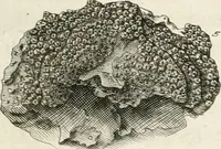 Picture 6 of 43 from The natural history of Oxford-shire : being an essay toward the natural history of England (1677), leaf 116