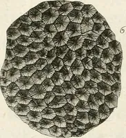 An illustration from The natural history of Oxford-shire : being an essay toward the natural history of England (1677)