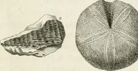 Picture 8 of 43 from The natural history of Oxford-shire : being an essay toward the natural history of England (1677), leaf 116