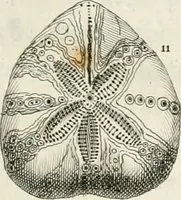 Picture 9 of 43 from The natural history of Oxford-shire : being an essay toward the natural history of England (1677), leaf 116