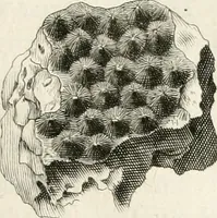 An illustration from The natural history of Oxford-shire : being an essay toward the natural history of England (1677)