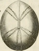 Picture 13 of 43 from The natural history of Oxford-shire : being an essay toward the natural history of England (1677), leaf 126