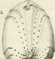 Picture 14 of 43 from The natural history of Oxford-shire : being an essay toward the natural history of England (1677), leaf 126