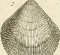Picture 17 of 43 from The natural history of Oxford-shire : being an essay toward the natural history of England (1677), leaf 133