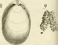 Picture 19 of 43 from The natural history of Oxford-shire : being an essay toward the natural history of England (1677), leaf 133