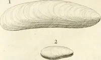 Picture 22 of 43 from The natural history of Oxford-shire : being an essay toward the natural history of England (1677), leaf 141