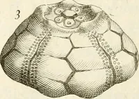 Picture 23 of 43 from The natural history of Oxford-shire : being an essay toward the natural history of England (1677), leaf 141