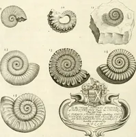 Picture 26 of 43 from The natural history of Oxford-shire : being an essay toward the natural history of England (1677), leaf 141
