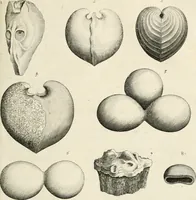 Picture 28 of 43 from The natural history of Oxford-shire : being an essay toward the natural history of England (1677), leaf 164
