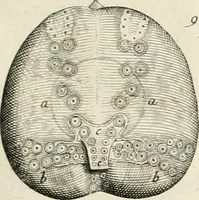 Picture 29 of 43 from The natural history of Oxford-shire : being an essay toward the natural history of England (1677), leaf 164