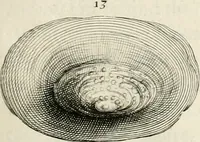 Picture 30 of 43 from The natural history of Oxford-shire : being an essay toward the natural history of England (1677), leaf 164