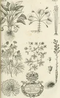 Picture 33 of 43 from The natural history of Oxford-shire : being an essay toward the natural history of England (1677), leaf 184