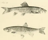An illustration from Natural history of New York (1842)