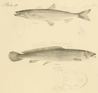 An illustration from Natural history of New York (1842)
