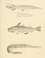 An illustration from Natural history of New York (1842)