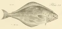 An illustration from Natural history of New York (1842)