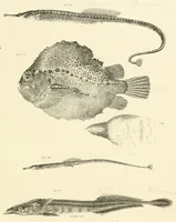 An illustration from Natural history of New York (1842)