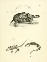An illustration from Natural history of New York (1842)