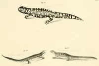 An illustration from Natural history of New York (1842)