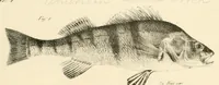 An illustration from Natural history of New York (1842)