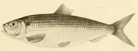 An illustration from Natural history of New York (1842)