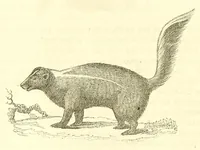 An illustration from The naturalist's library : containing scientific and popular descriptions of man, quadrupeds, birds, fishes, reptiles and insects (1854)