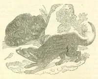 An illustration from The naturalist's library : containing scientific and popular descriptions of man, quadrupeds, birds, fishes, reptiles and insects (1854)