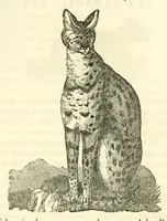 Picture 4 of 18 from The naturalist's library : containing scientific and popular descriptions of man, quadrupeds, birds, fishes, reptiles and insects (1854), leaf 207