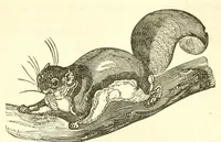 An illustration from The naturalist's library : containing scientific and popular descriptions of man, quadrupeds, birds, fishes, reptiles and insects (1854)