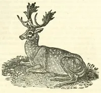 Picture 7 of 18 from The naturalist's library : containing scientific and popular descriptions of man, quadrupeds, birds, fishes, reptiles and insects (1854), leaf 349