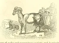 An illustration from The naturalist's library : containing scientific and popular descriptions of man, quadrupeds, birds, fishes, reptiles and insects (1854)