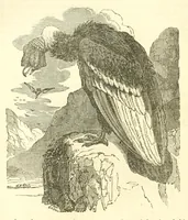 An illustration from The naturalist's library : containing scientific and popular descriptions of man, quadrupeds, birds, fishes, reptiles and insects (1854)
