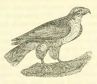 Picture 10 of 18 from The naturalist's library : containing scientific and popular descriptions of man, quadrupeds, birds, fishes, reptiles and insects (1854), leaf 461