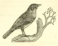 Picture 11 of 18 from The naturalist's library : containing scientific and popular descriptions of man, quadrupeds, birds, fishes, reptiles and insects (1854), leaf 502
