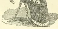 Picture 13 of 18 from The naturalist's library : containing scientific and popular descriptions of man, quadrupeds, birds, fishes, reptiles and insects (1854), leaf 603