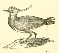Picture 14 of 18 from The naturalist's library : containing scientific and popular descriptions of man, quadrupeds, birds, fishes, reptiles and insects (1854), leaf 632