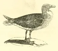 Picture 15 of 18 from The naturalist's library : containing scientific and popular descriptions of man, quadrupeds, birds, fishes, reptiles and insects (1854), leaf 664