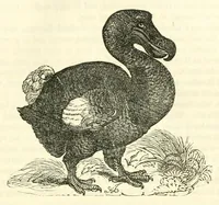 Picture 16 of 18 from The naturalist's library : containing scientific and popular descriptions of man, quadrupeds, birds, fishes, reptiles and insects (1854), leaf 691