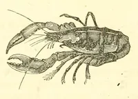 Picture 18 of 18 from The naturalist's library : containing scientific and popular descriptions of man, quadrupeds, birds, fishes, reptiles and insects (1854), leaf 790