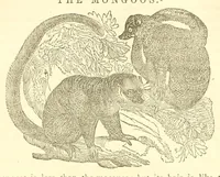 Picture 1 of 18 from The naturalist's library : containing scientific and popular descriptions of man, quadrupeds, birds, fishes, reptiles and insects (1854), leaf 96