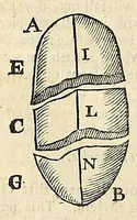 An illustration from Natural magick (1658)