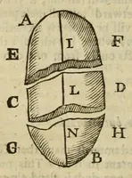 An illustration from Natural magick (1658)