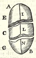 An illustration from Natural magick by John Baptista Porta, a Neapolitane : in twenty books : wherein are set forth all the riches and delights of the natural sciences (1658)