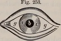 An illustration from A natural philosophy : embracing the most recent discoveries in the various branches of physics, and exhibiting the application of scientific principles in everyday life .. (1899)