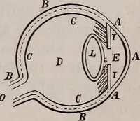 An illustration from A natural philosophy : embracing the most recent discoveries in the various branches of physics, and exhibiting the application of scientific principles in everyday life .. (1899)