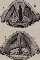An illustration from A natural philosophy : embracing the most recent discoveries in the various branches of physics, and exhibiting the application of scientific principles in everyday life .. (1899)