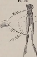 An illustration from A natural philosophy : embracing the most recent discoveries in the various branches of physics, and exhibiting the application of scientific principles in everyday life .. (1899)