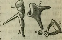 An illustration from Natural philosophy. including statics, hydrostatics, pneumatics, dynamics, hydrodynamics, the general theory of undulations, the science of sound, the mechanical theory of music, etc. : designed for the use of normal and grammar schools, and the higher classes in common schools (1861)