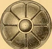 An illustration from Natural wood ornaments : for furniture manufacturers, architects, builders, interior decorators, stair builders, car builders, organ manufacturers, steamboat builders, etc., etc. (1883)