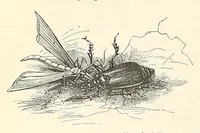 An illustration from Nature and art (1866)